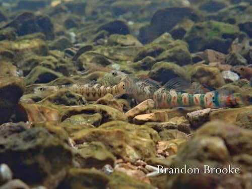 Niangua Darter