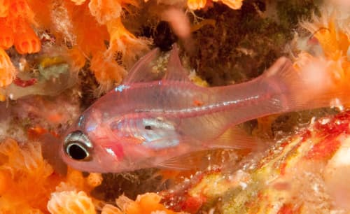 Night Cardinalfish