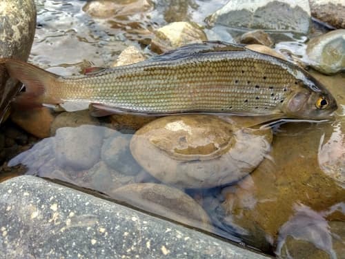 Nikolsky's Grayling
