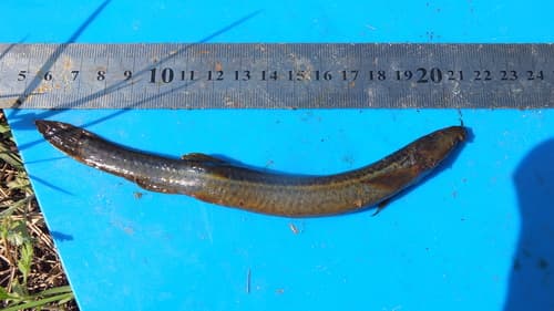 Nikolsky's Weatherfish