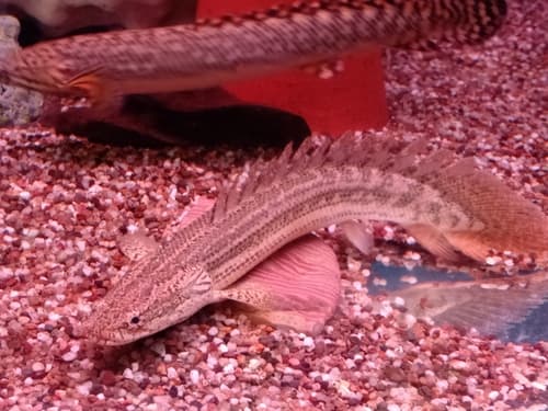 Nile Bichir