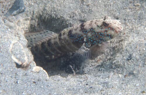 Ninebar Prawn Goby
