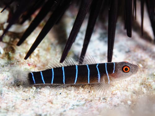 Nineline Goby