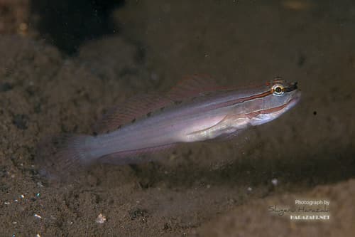 Nocturn Goby