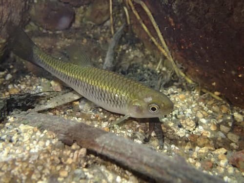 Nodoa Minnow