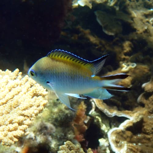 Norfolk Chromis