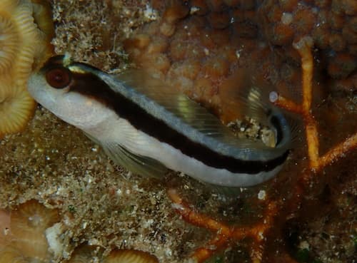 Norfolk Island Blenny