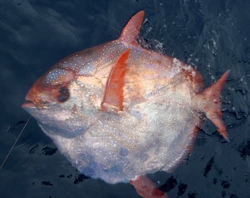 North Atlantic Opah