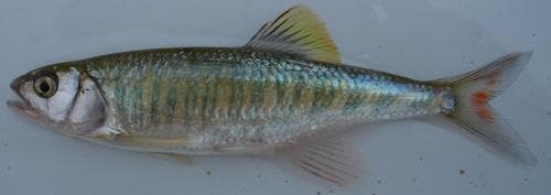 Northern Barred Minnow