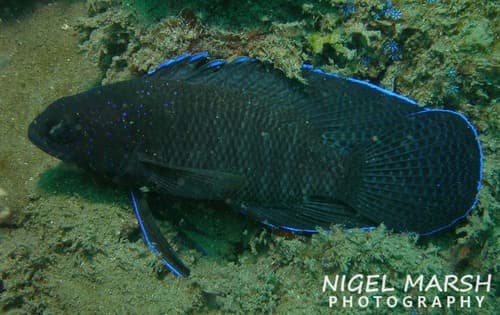 Northern Blue Devil
