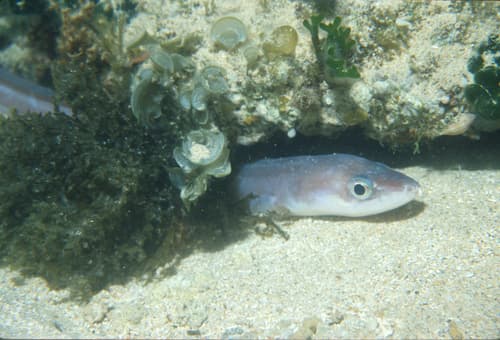 Northern Conger