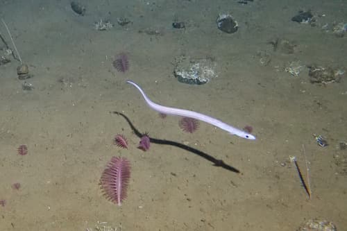Northern Cutthroat Eel