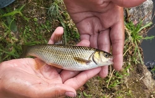 Northern Iberian Chub