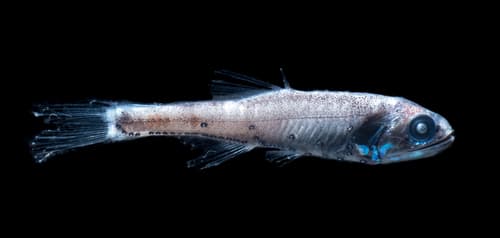 Northern Lampfish