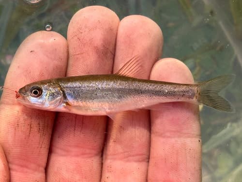 Northern Leatherside Chub