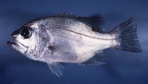 Northern Pearl Perch