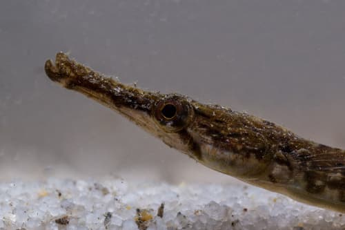 Northern Pipefish