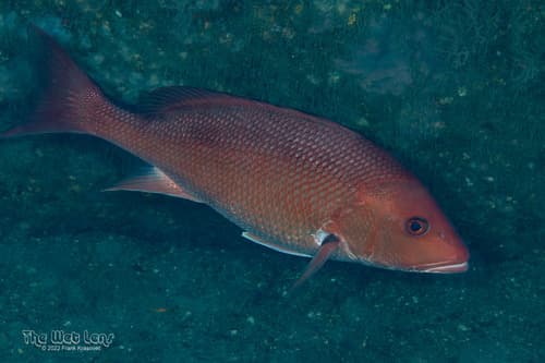 Northern Red Snapper