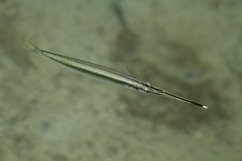 Northern River Garfish