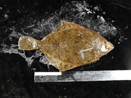 Northern Rock Sole