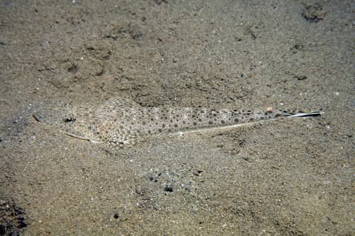 Northern Sand Flathead