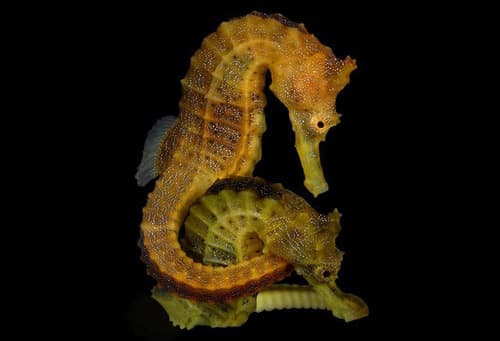 Northern Seahorse
