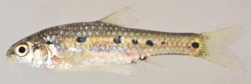 Northern Sidespot Barb