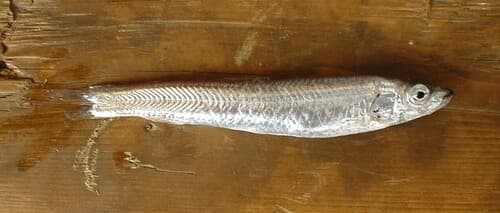 Northern Smoothtongue