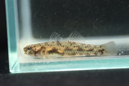 Northern Snubnose Goby