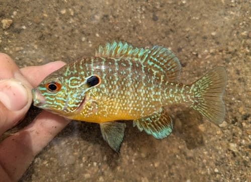 Northern Sunfish