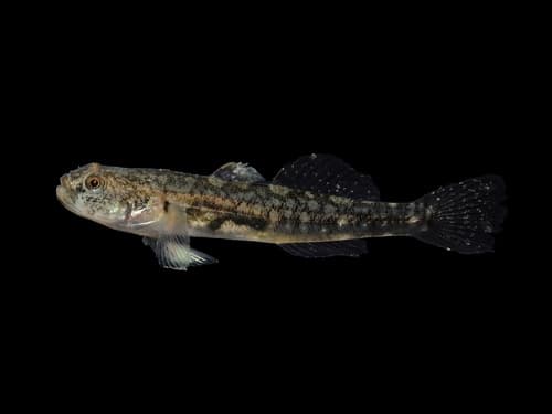 Northern Tidewater Goby