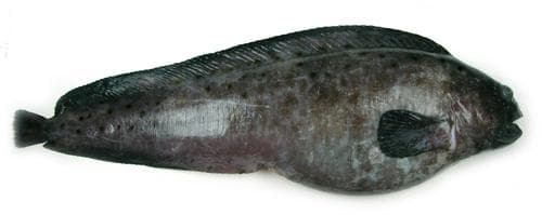 Northern Wolffish