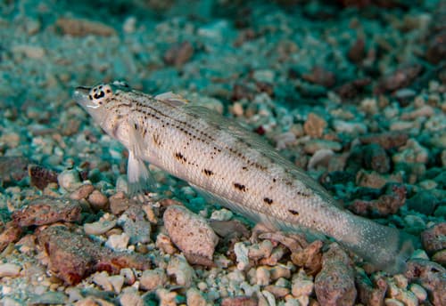 Nosestripe Sandperch