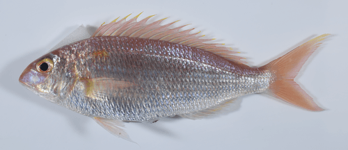 Notched Threadfin Bream
