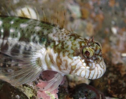 Notchfin Blenny