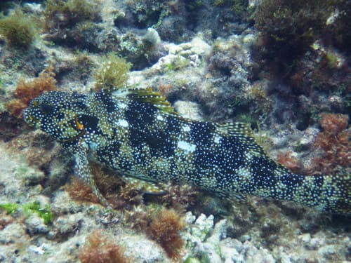 Notchheaded Marblefish