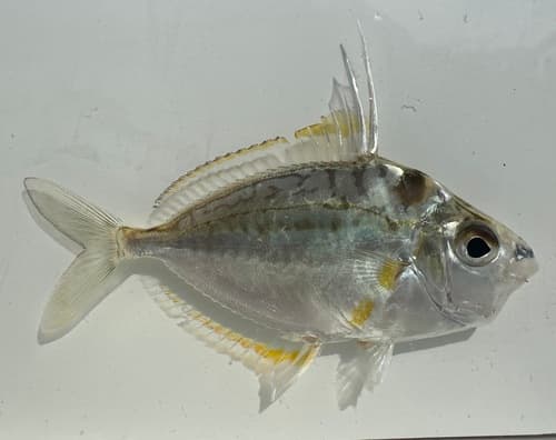 Longspine Ponyfish
