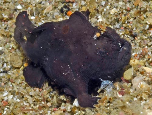 Smooth Frogfish