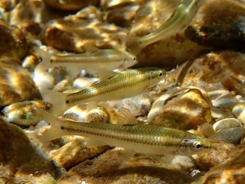 Nueces Roundnose Minnow