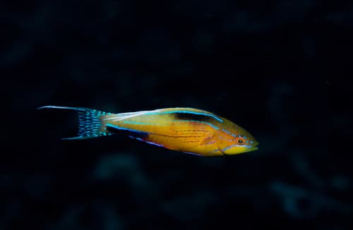 Nursalim Flasher Wrasse