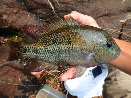 Oaxaca Cichlid