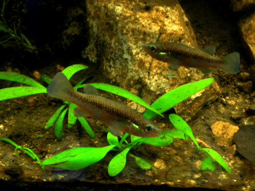 Oaxaca Killifish
