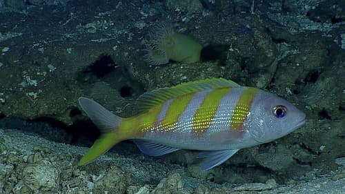 Oblique-banded Snapper