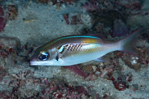 Oblique-bar Monocle Bream