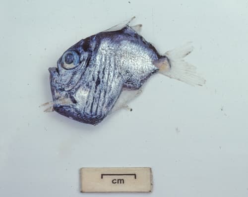 Oblique Hatchetfish