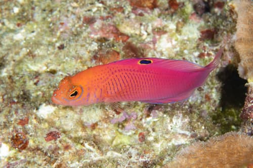 Oblique-lined Dottyback