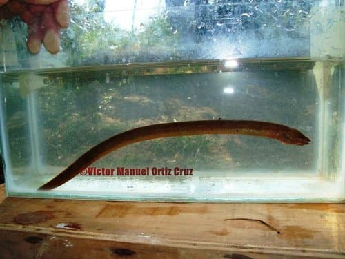 Obscure Swamp Eel