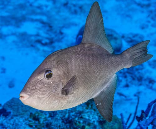 Oceanic Triggerfish