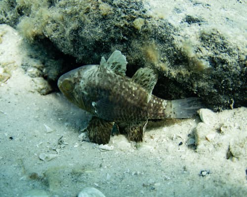 Ocellate Cardinalfish