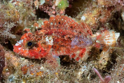 Ocellate Scorpionfish